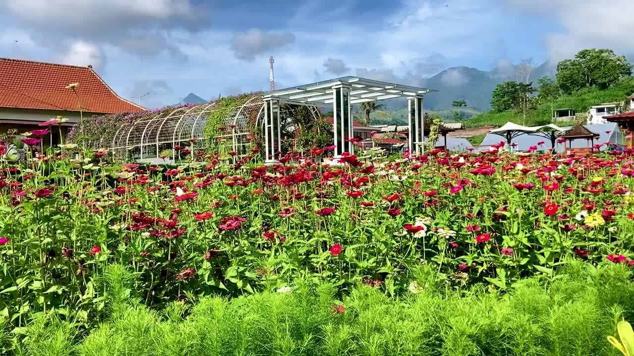 百日菊花在花园与蝴蝶视频下载