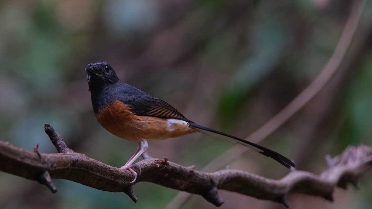 泰国，白臀的Shama Copsychus malabaricus，面朝左边，当镜头缩小并滑向左边时，它转过头向上看视频素材