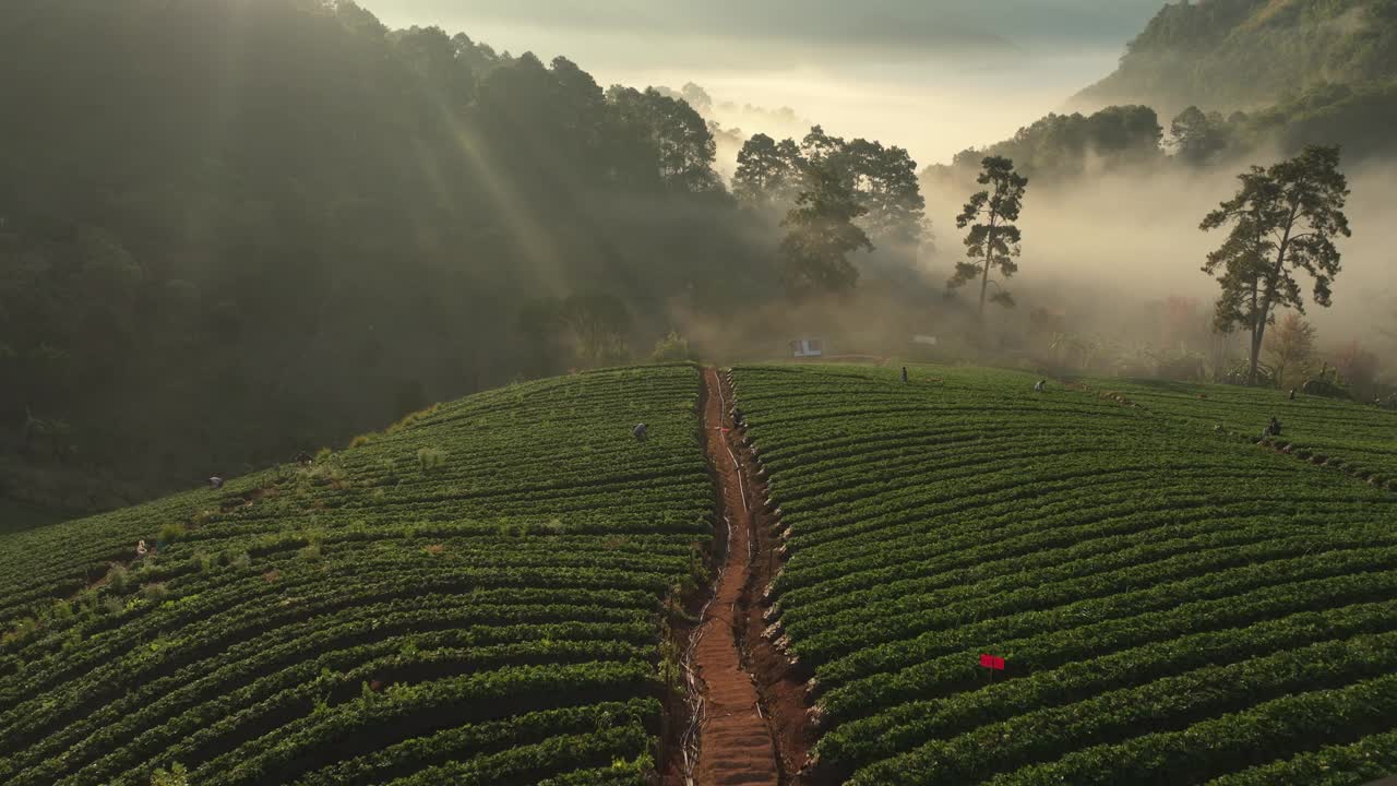 视频鸟瞰无人机4k。日出早晨的雾海和雄伟的天空与草莓农场在Doi Angkhang山清迈，泰国。视频素材