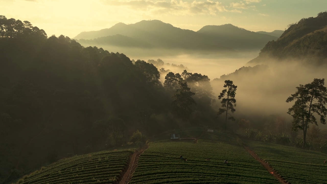 视频鸟瞰无人机4k。日出早晨的雾海和雄伟的天空与草莓农场在Doi Angkhang山清迈，泰国。电影色彩分级。视频素材