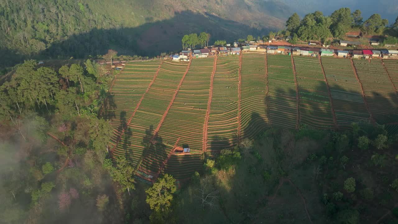 视频鸟瞰无人机4k。草莓农场和人民的房子与日出在泰国清迈的Doi Angkhang山清晨的雾海和雄伟的天空。视频素材