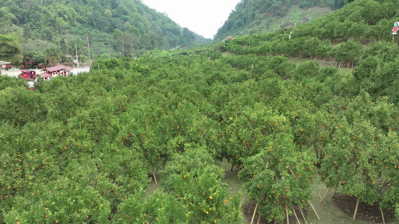 无人机拍摄的橙子园，橙子树正在成熟，准备收获。位于泰国清迈的芳内陆。视频素材