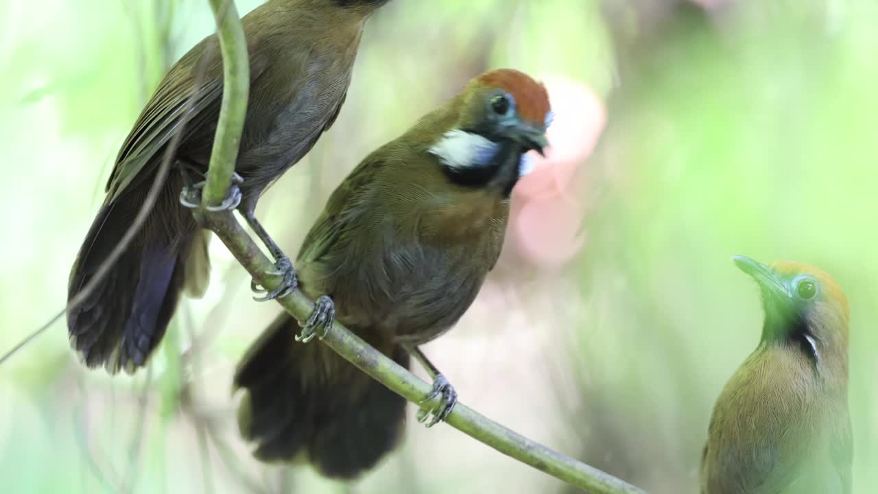 Macronus ptilosus视频下载