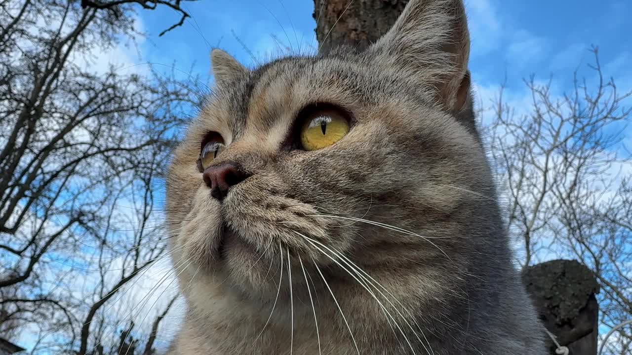 树上的猫视频素材