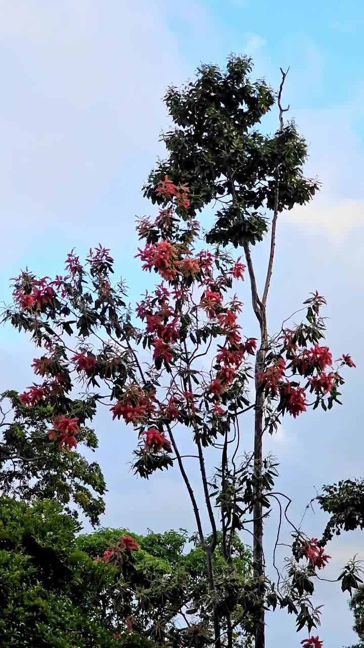 Triplaris风情。Macaw, varasanta或palo de Santa María视频素材