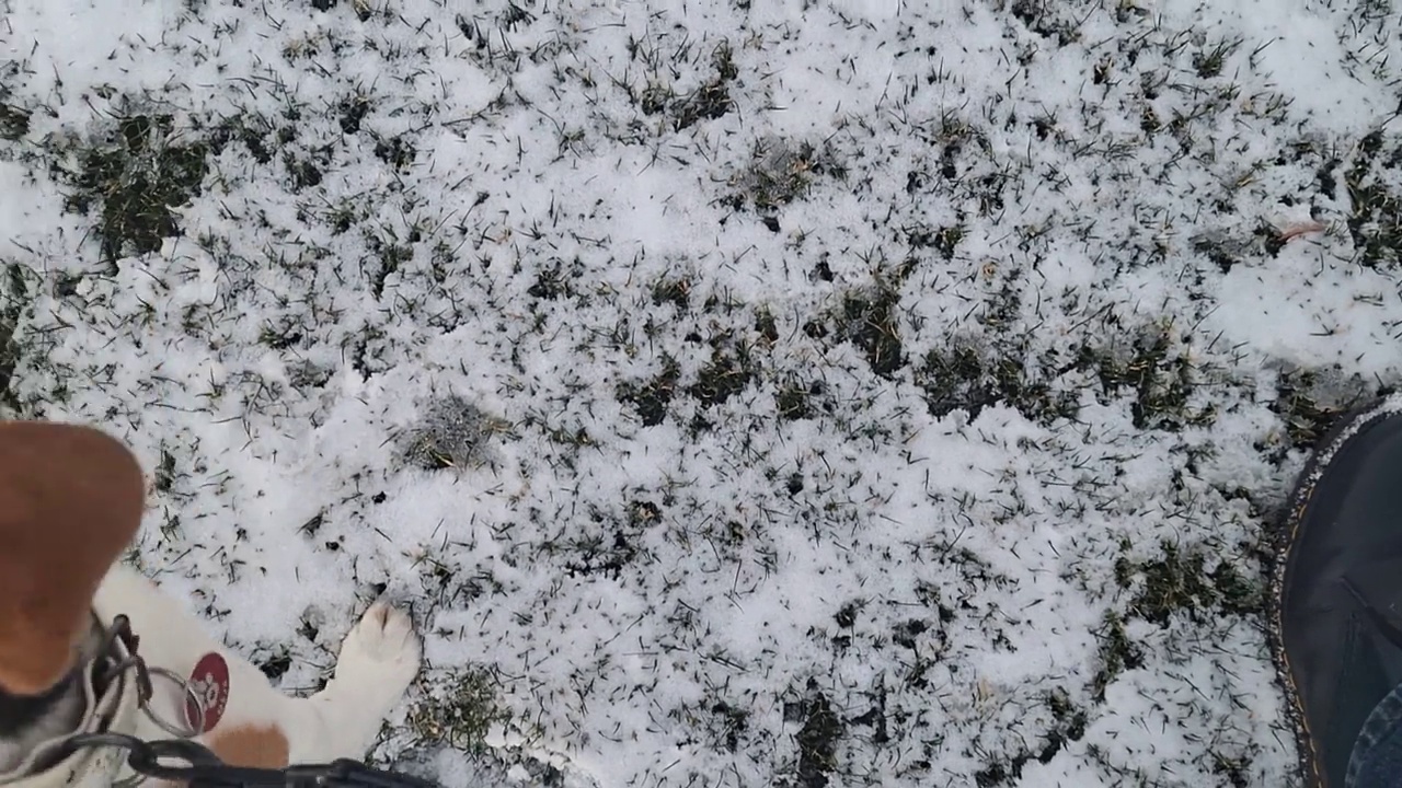 小猎犬坐在雪地上。狗和主人一起散步。猎犬温顺和耐心的概念。视频素材