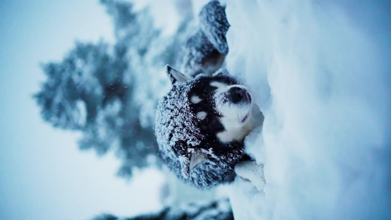 一只阿拉斯加雪橇犬在外面，在挪威特隆德拉格县的因德福森，积雪包围着它-垂直拍摄视频素材