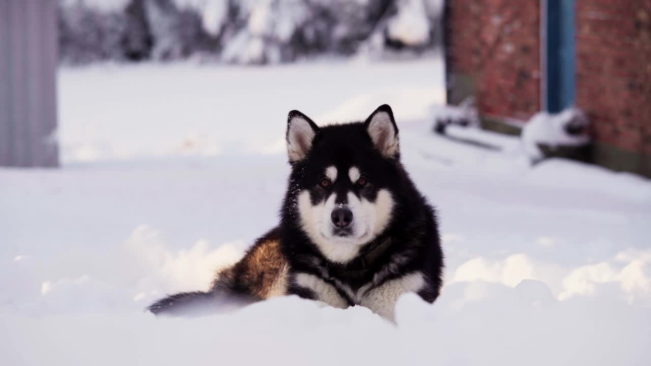 一只阿拉斯加雪橇犬躺在挪威特朗德拉格县因德勒福森被雪覆盖的地上休息——特写视频素材