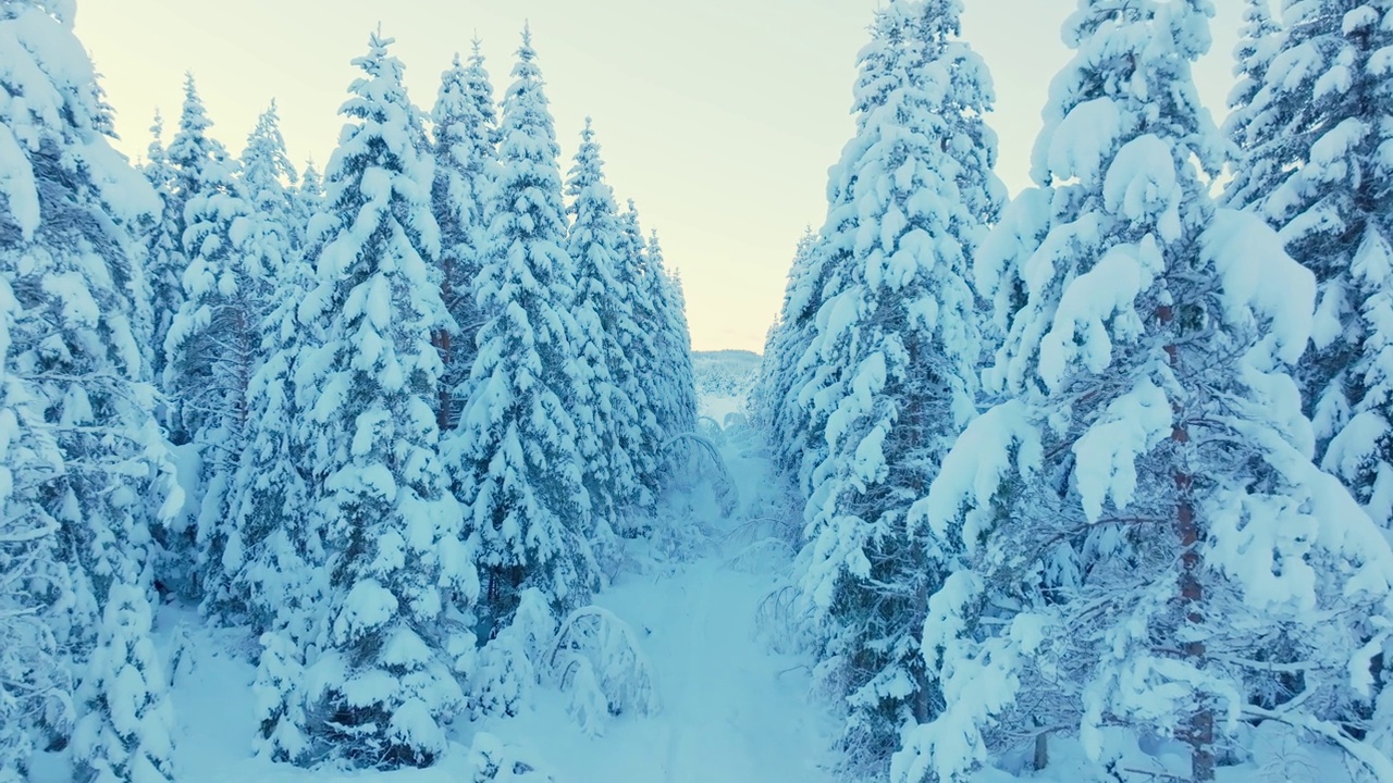 杉树上覆盖着厚厚的积雪。圣诞冬季。多莉拍摄视频素材