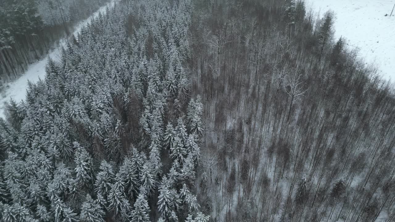 瑞典冬天被雪覆盖的云杉森林。空中拍摄视频素材