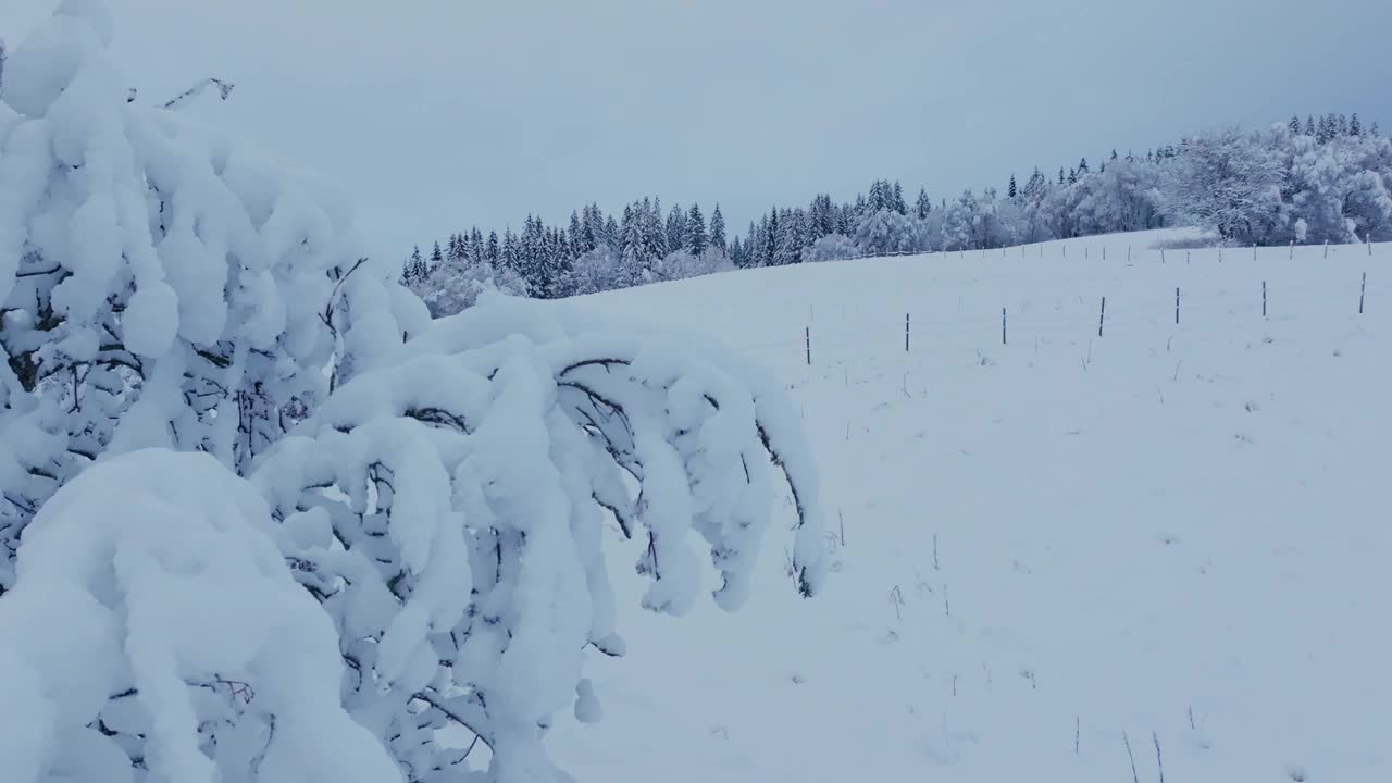 冬季景观与树木充满大雪在因德福森，挪威-回调视频素材