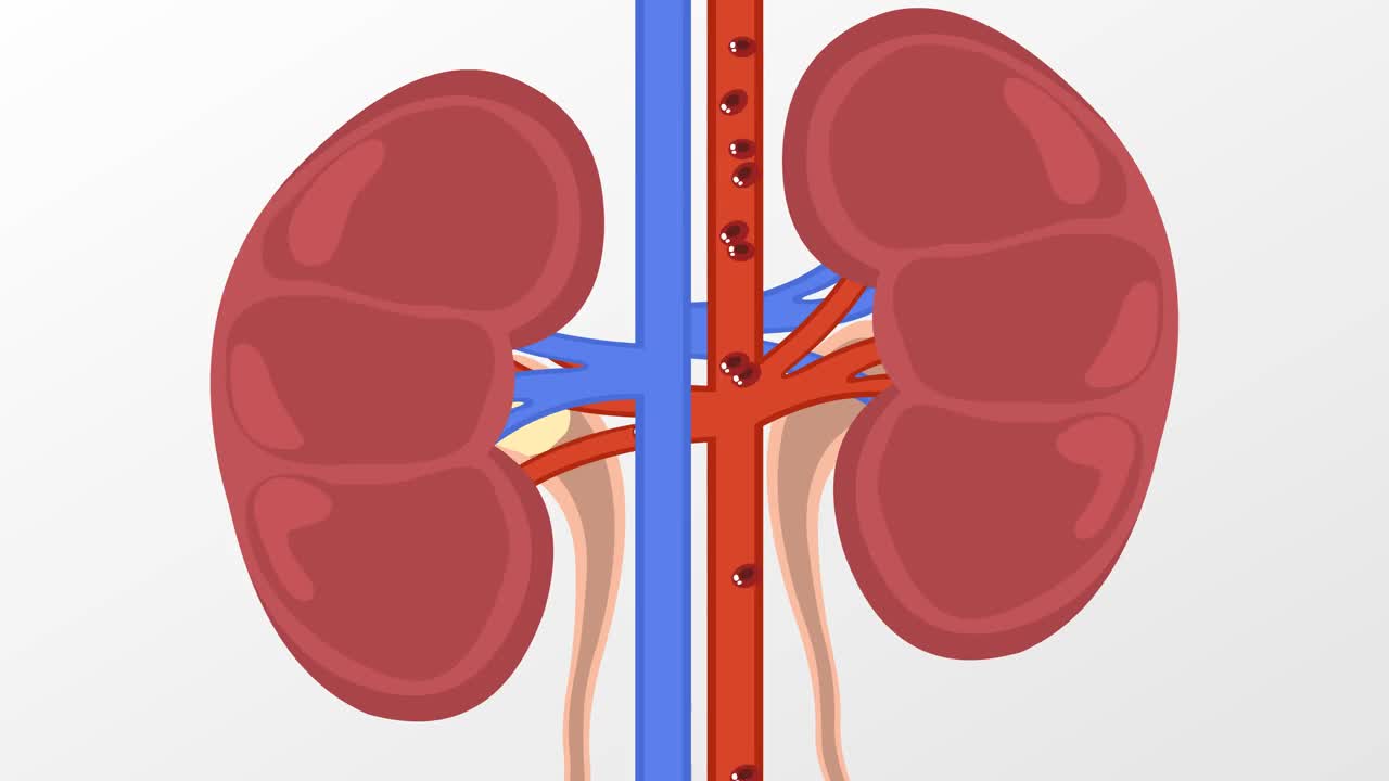 肾脏器官和尿液形成视频素材