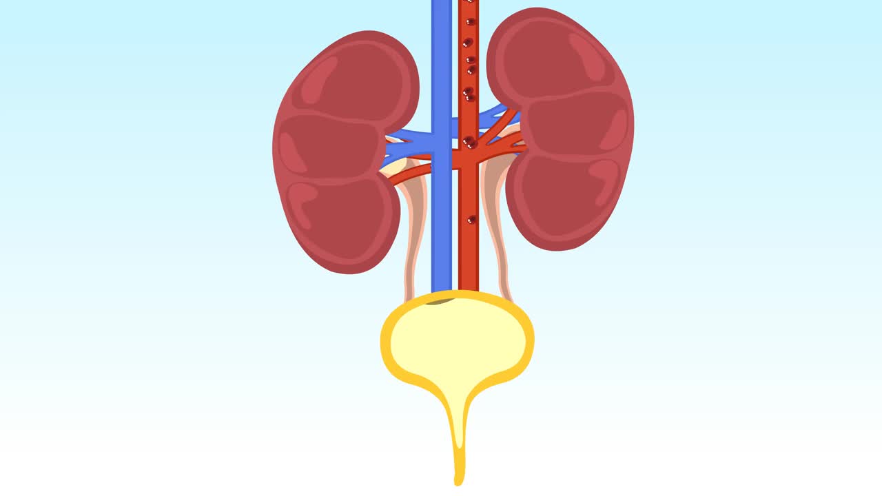 肾脏器官和尿液形成视频素材