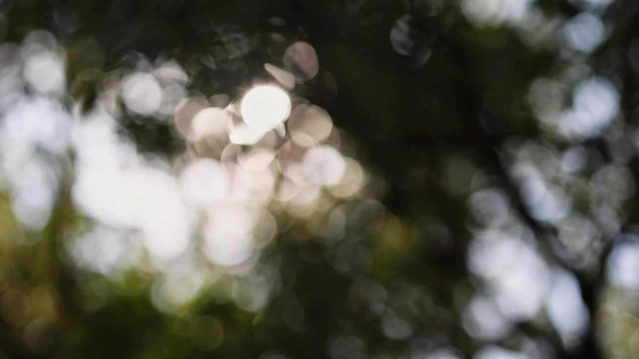 抽象的场景透过模糊的树木和灌木仰望阳光视频素材