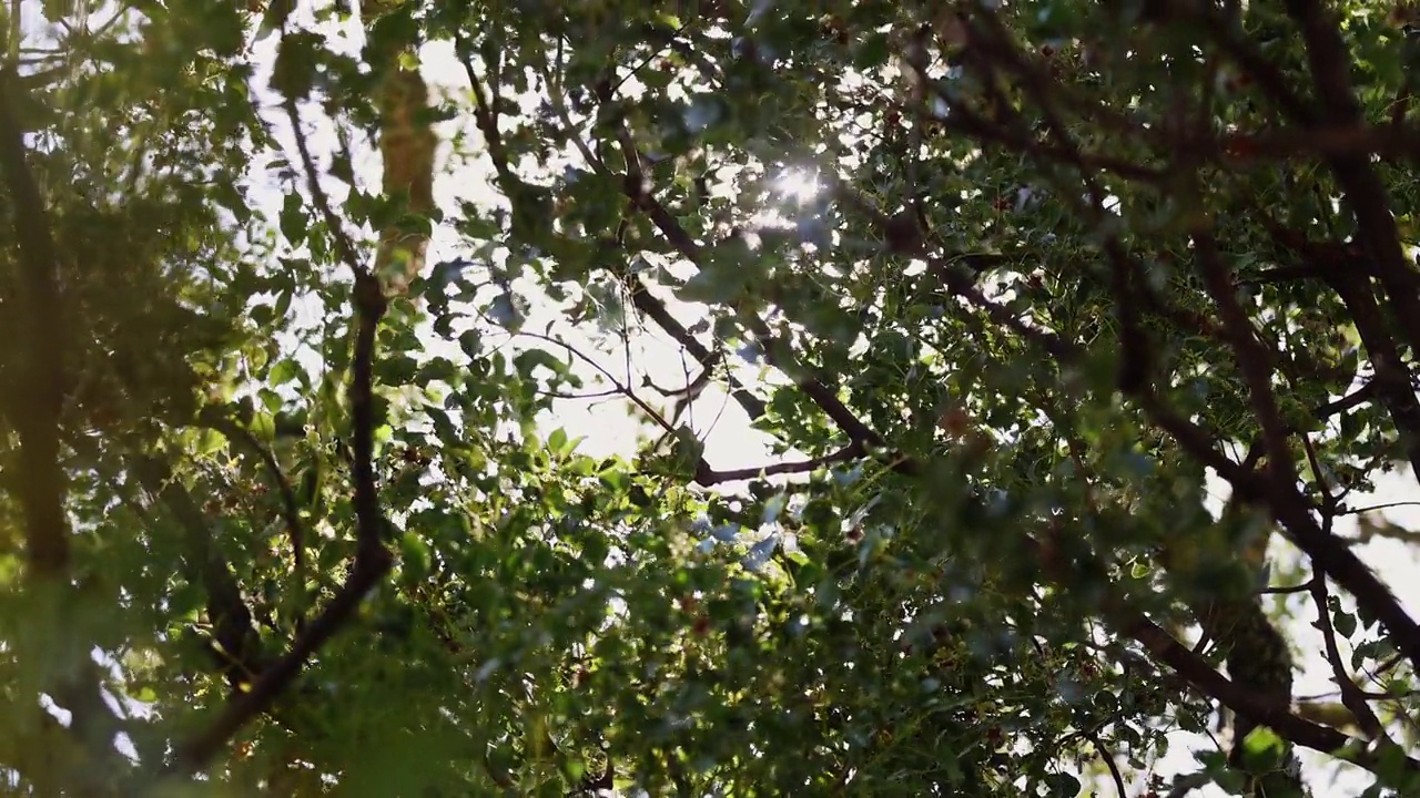 抽象的场景透过模糊的树木和灌木仰望阳光视频素材
