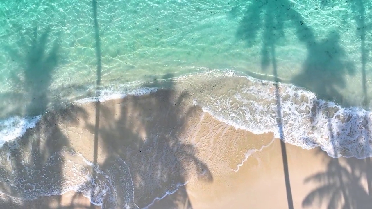 海滨背景的夏日棕榈树和热带海滩波浪碧水视频素材