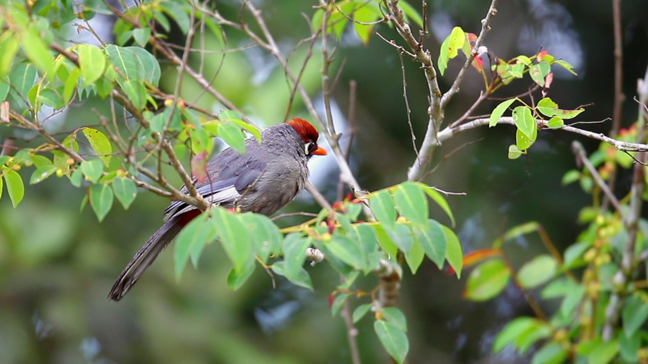 Rhinocichla mitrata视频下载