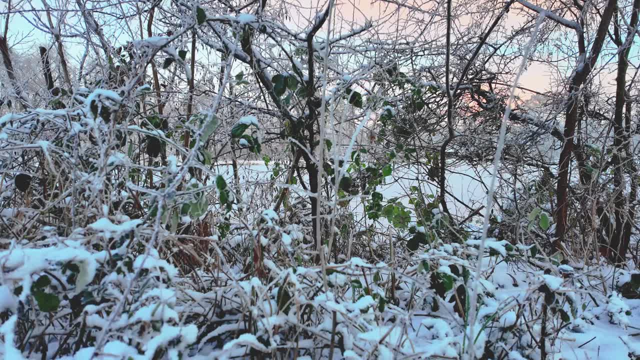 晨光下结冰池塘的视频视频素材