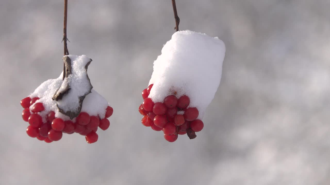 一簇簇红色的紫穗花被雪覆盖，随风摇曳。视频下载