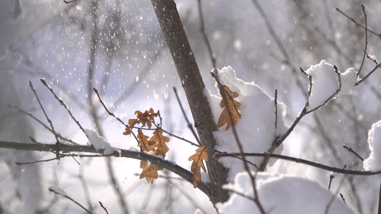 橡树干燥的叶子和覆盖着雪的树枝。视频下载