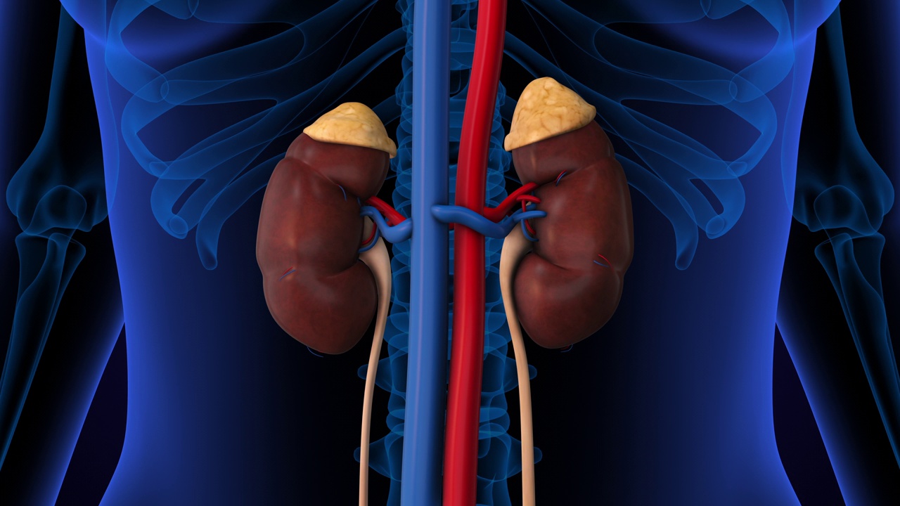 人体肾脏系统解剖学视频素材