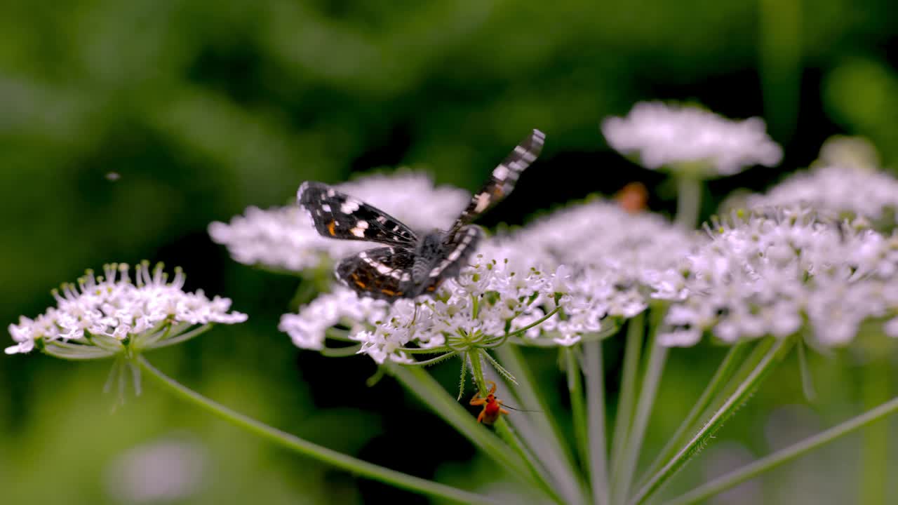 红鼠尾草蛾(Araschnia levana)(夏季形式)与其他昆虫一起以伞形科植物为食。视频下载