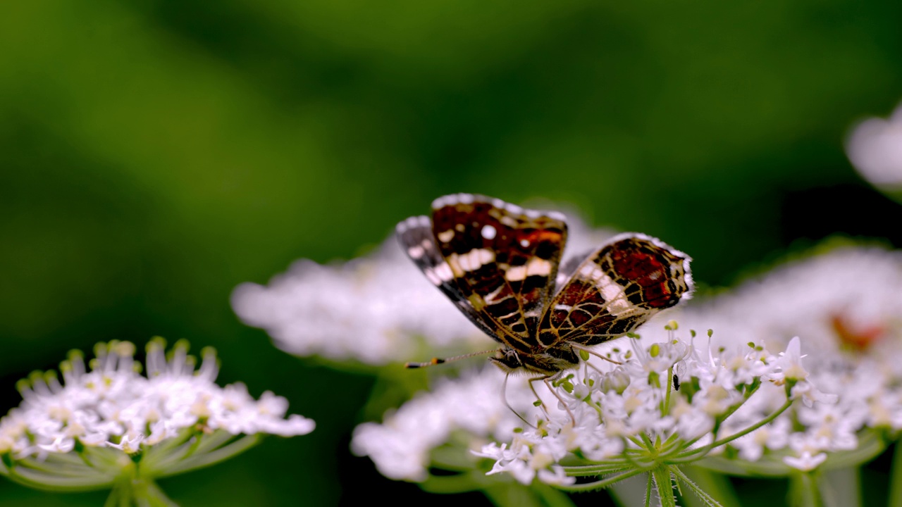 红鼠尾草蛾(Araschnia levana)(夏季形式)与其他昆虫一起以伞形科植物为食。视频素材