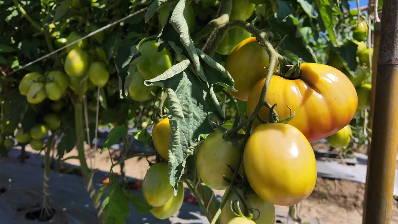 在树上种绿番茄。视频素材