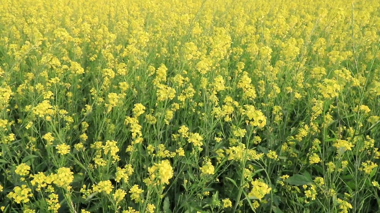 黄色的油菜花/芥菜花在田野里随风飘扬视频素材