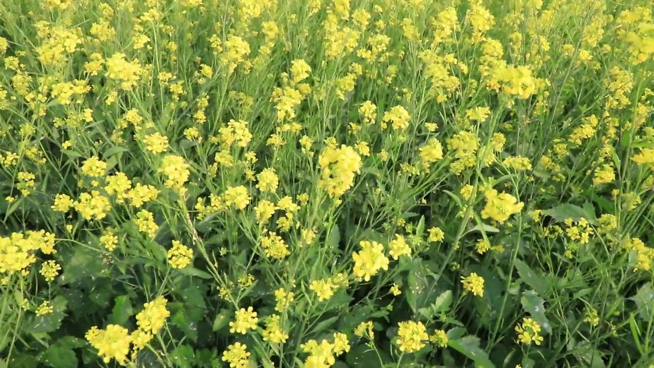 黄色的油菜花/芥菜花在田野里随风飘扬视频素材