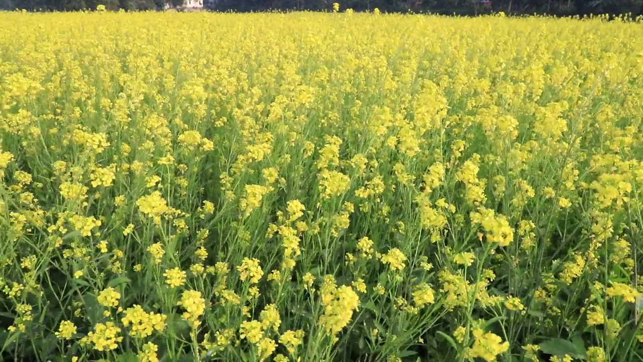 黄色的油菜花/芥菜花在田野里随风飘扬视频素材