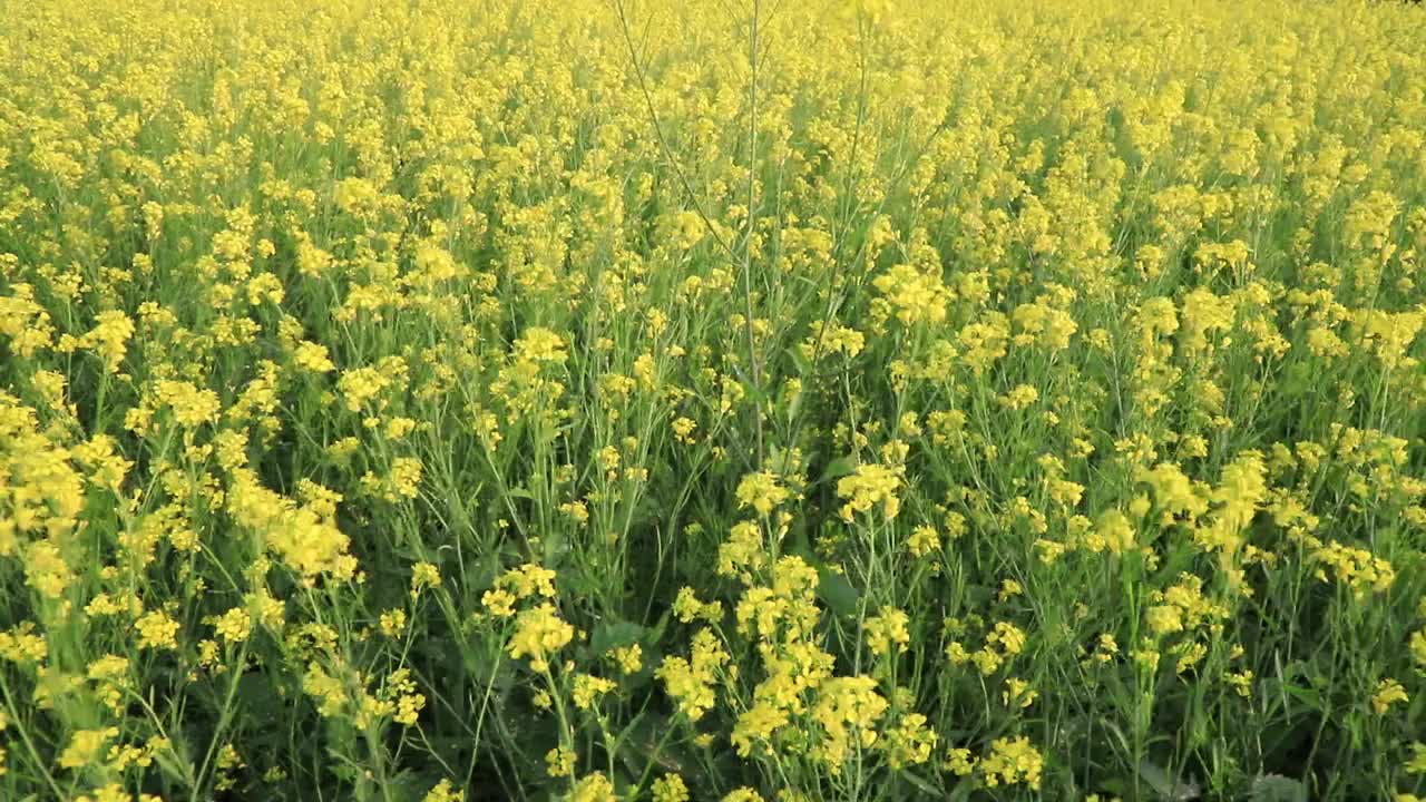 黄色的油菜花/芥菜花在田野里随风飘扬视频素材