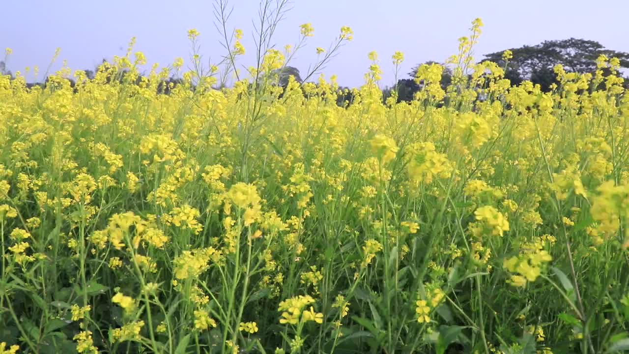 黄色的油菜花/芥菜花在田野里随风飘扬视频素材