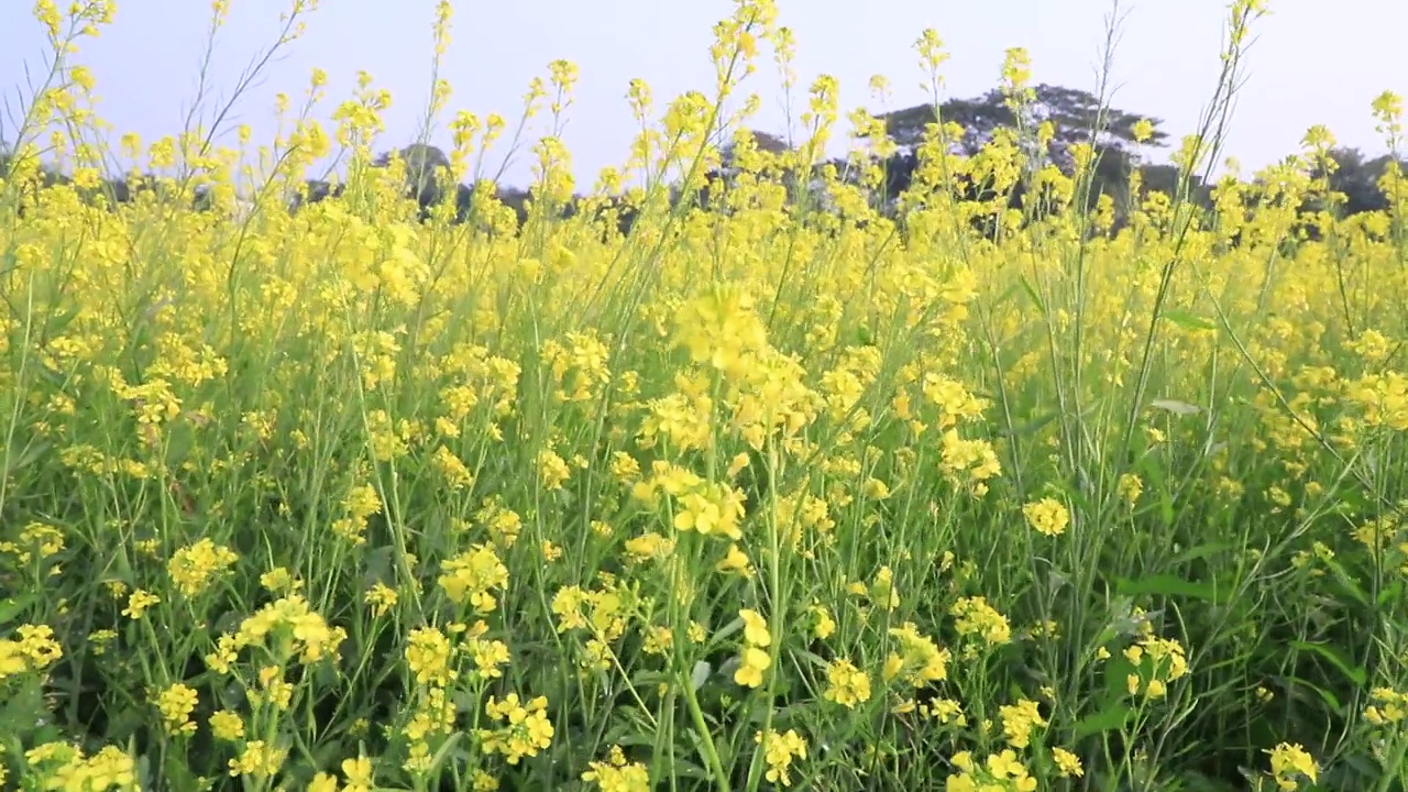 黄色的油菜花/芥菜花在田野里随风飘扬视频素材