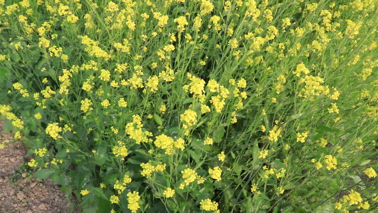 黄色的油菜花/芥菜花在田野里随风飘扬视频素材