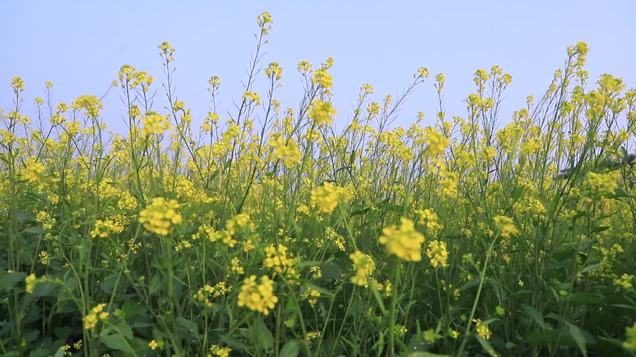 黄色的油菜花/芥菜花在田野里随风飘扬视频素材