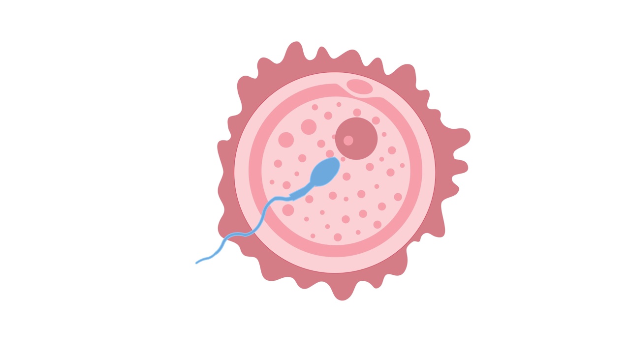 雄性精子遇到卵子受精的生物动画视频素材