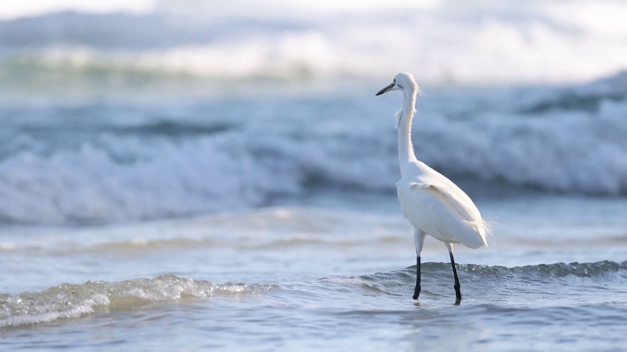 白鹭在海浪中涉水视频素材