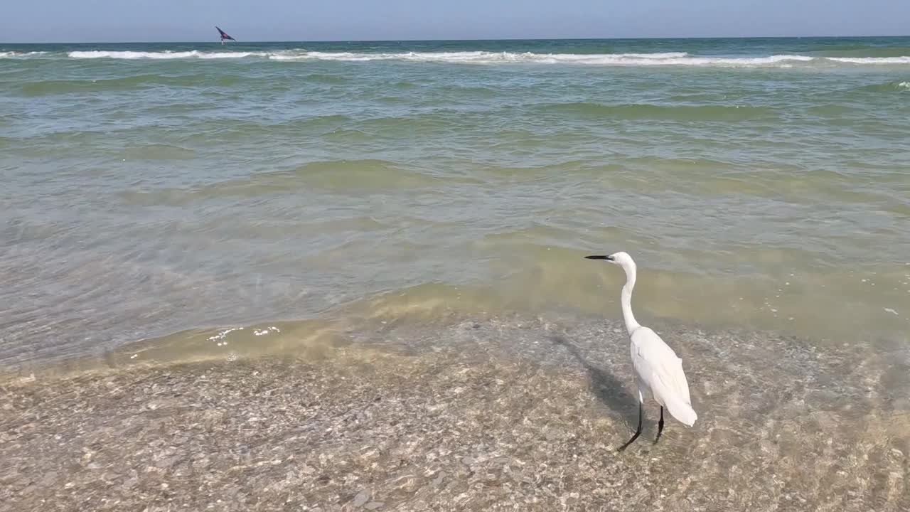 白鹭从海边起飞视频素材