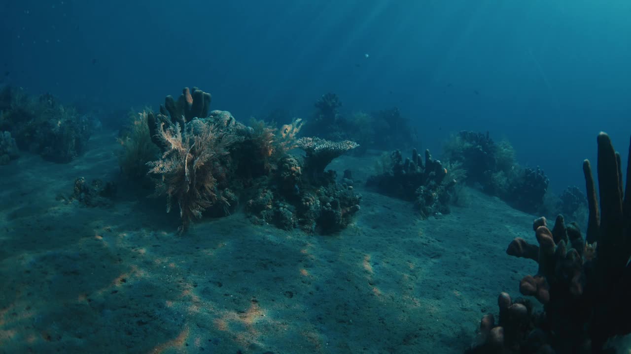 令人惊叹的活珊瑚在清澈的蓝色海洋水下。热带海域的海洋野生生物视频素材