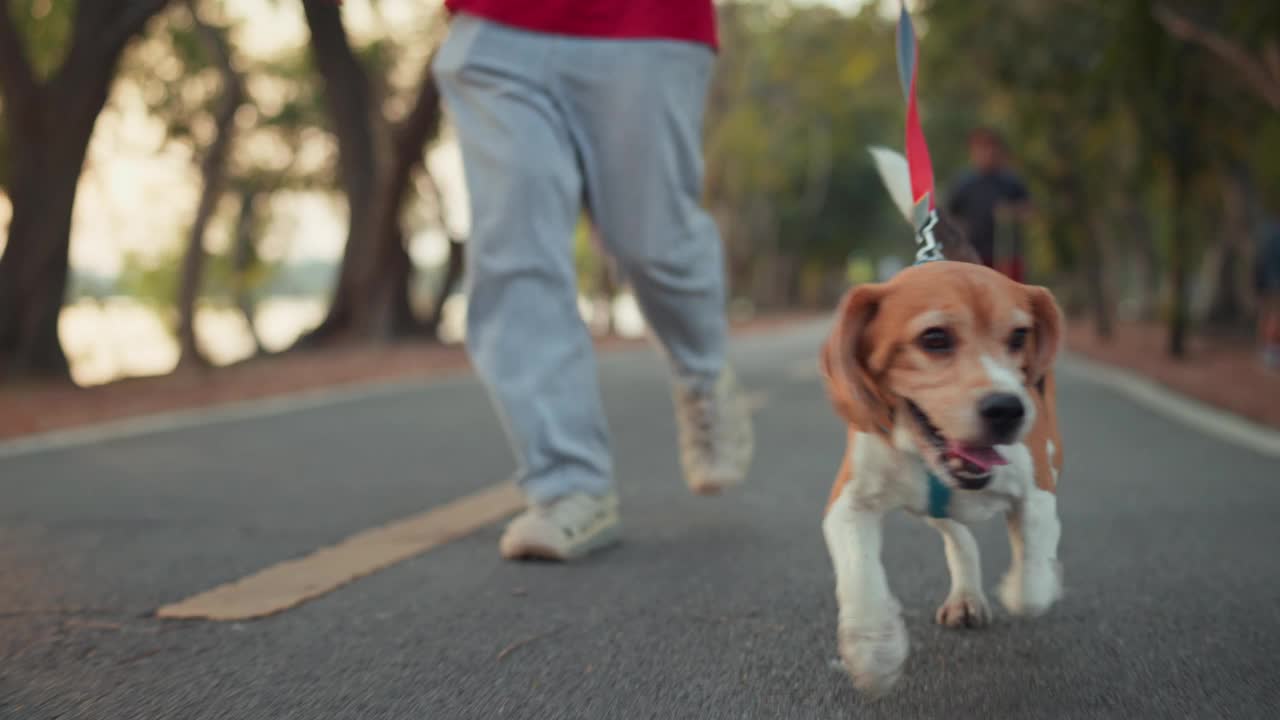 快乐的比格犬与男主人早上在公园散步。一名男子在户外牵着皮带控制狗。视频素材