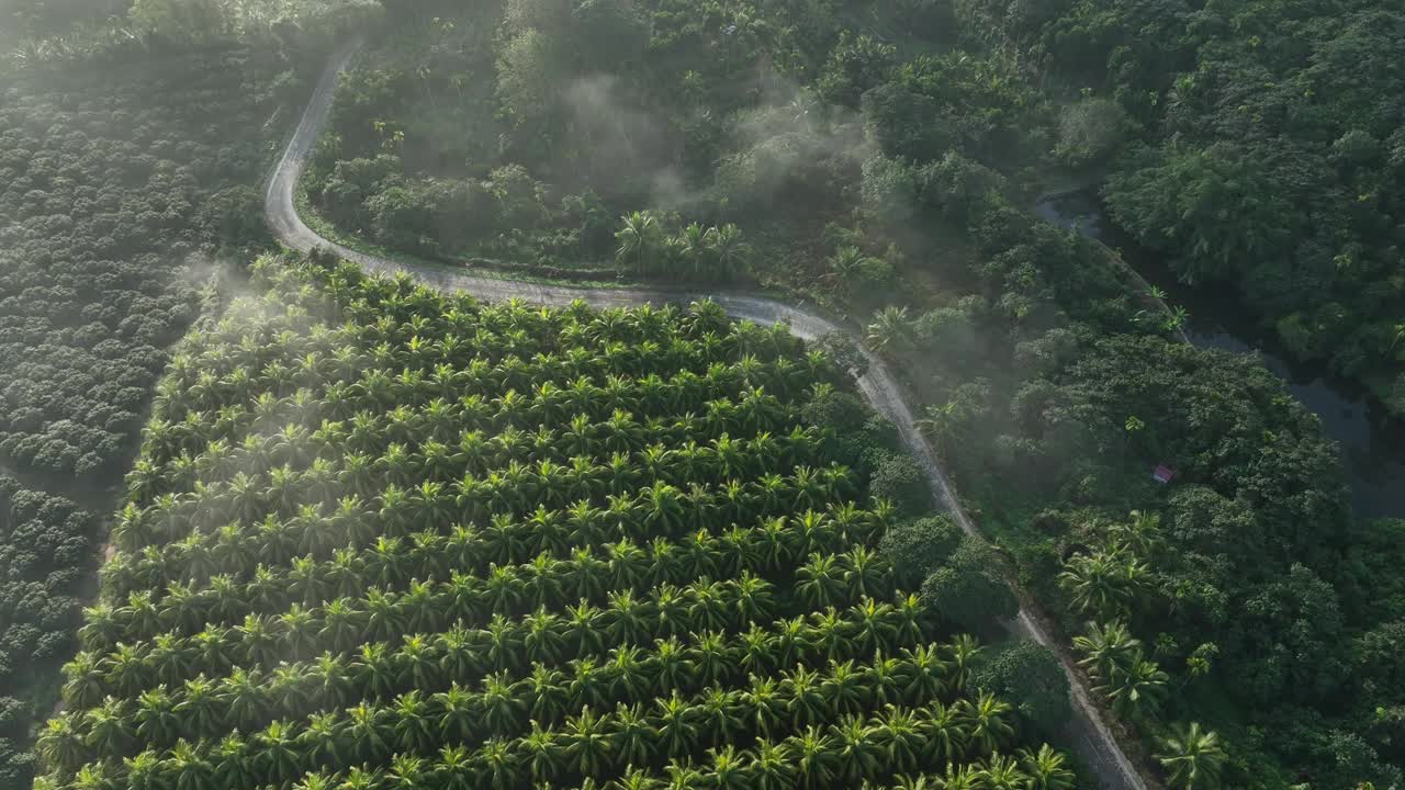 椰子树田野的航拍影像视频素材