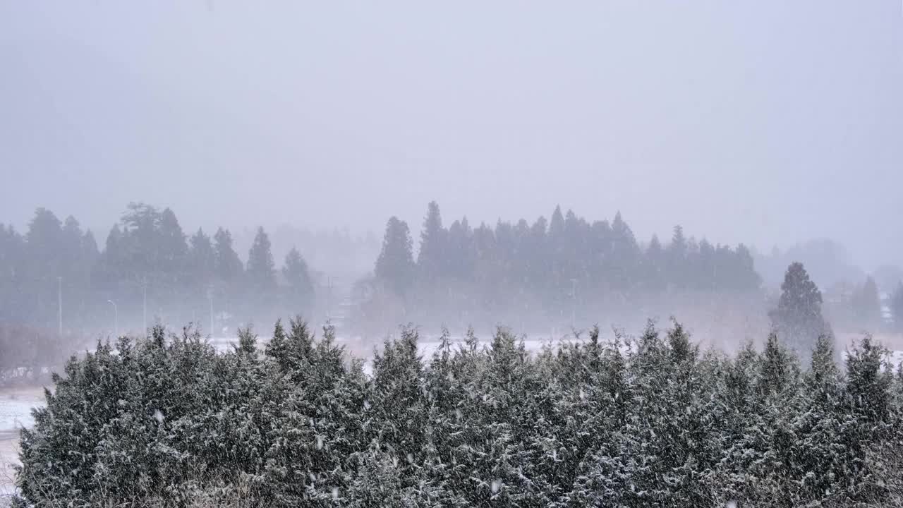 连绵不断的雪和针叶林，郊区的景观视频下载