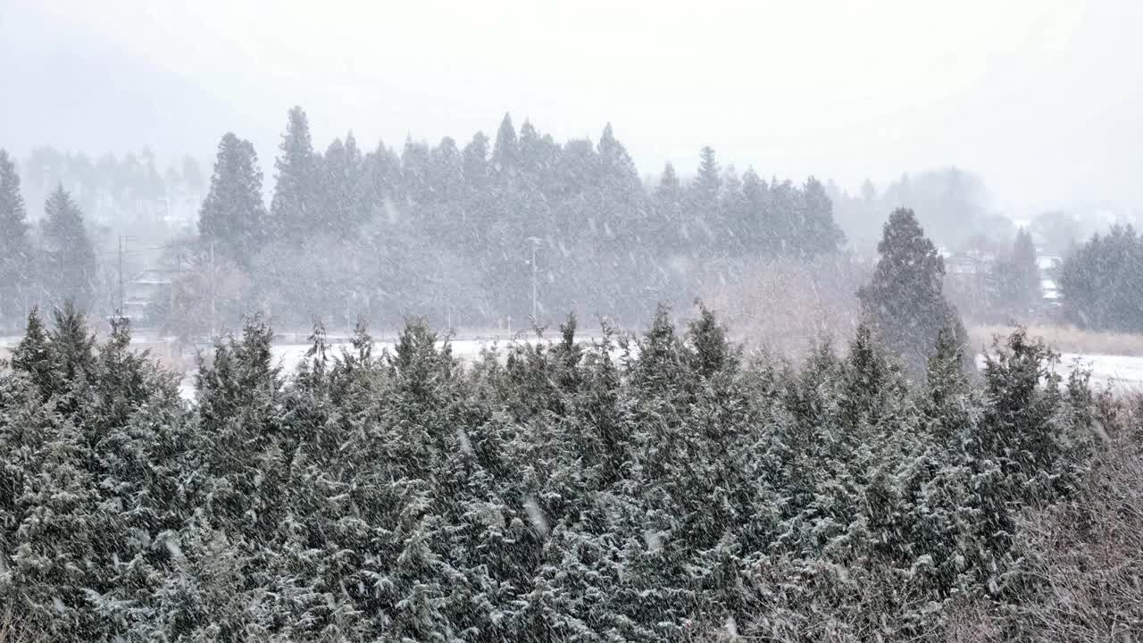 连绵不断的雪花和针叶林，郊区的风景，一辆汽车从远处驶过。视频素材