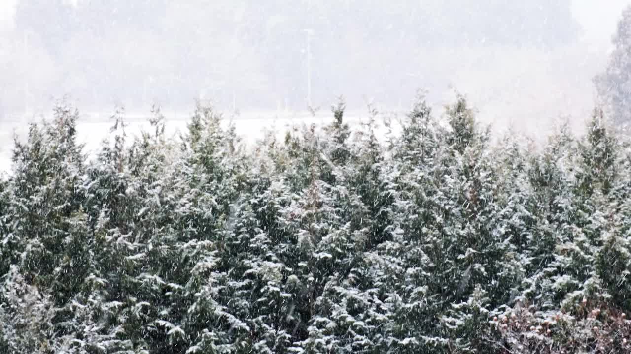 雪继续下着，雪花飘飘，针叶林里的雪堆积如山。视频下载