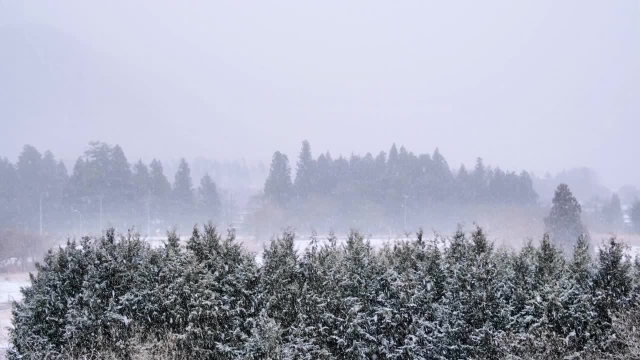 连绵的雪花和针叶林，郊区的风景，远处隐约经过的汽车和鸟鸣视频素材