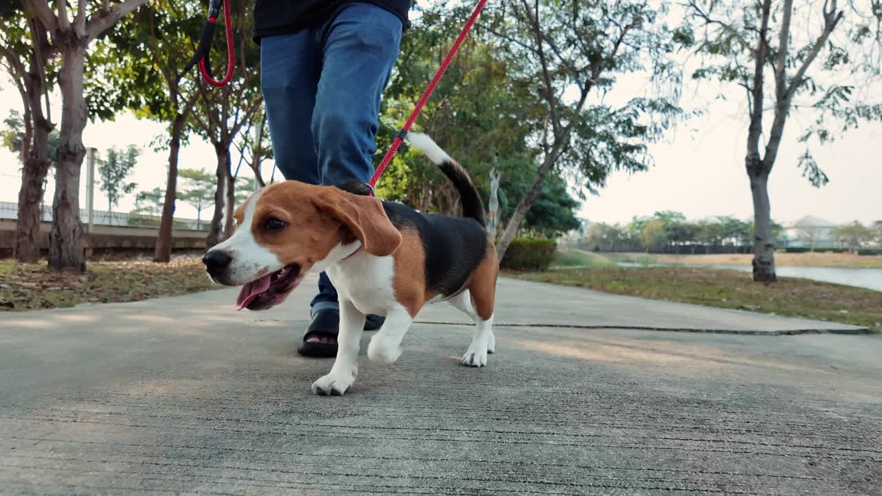 宠物主人和小猎犬在公园里散步、跑步、玩耍。慢镜头视频素材