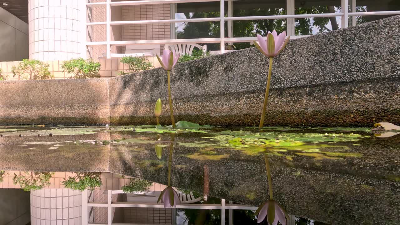 阳光下的水下生态系统视频素材