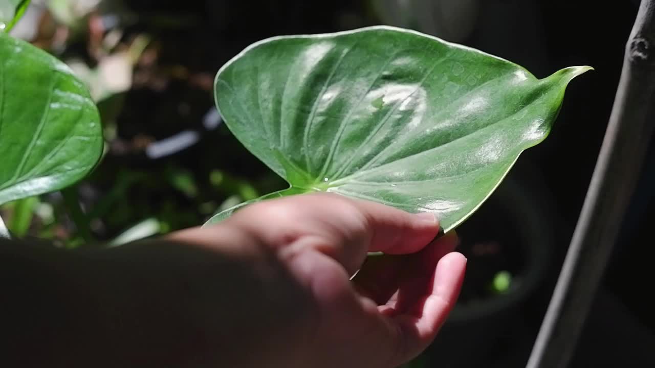 封闭的女园丁的手在自然花园的花莲叶子上抚摸着水珠视频下载