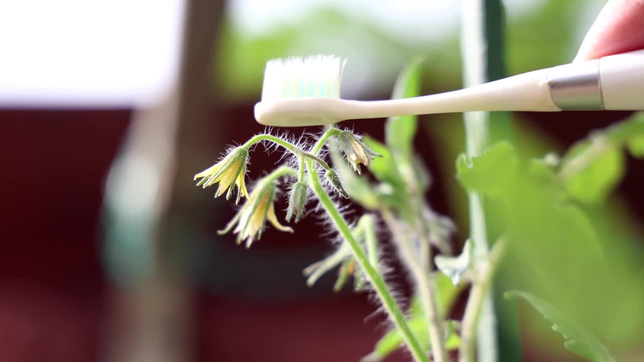 用电动振动牙刷模拟蜜蜂为番茄花人工授粉视频素材